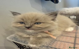 Ragdoll cats for sale: Beautiful mink point Ragdolls! 🩶🤍 - Image 31