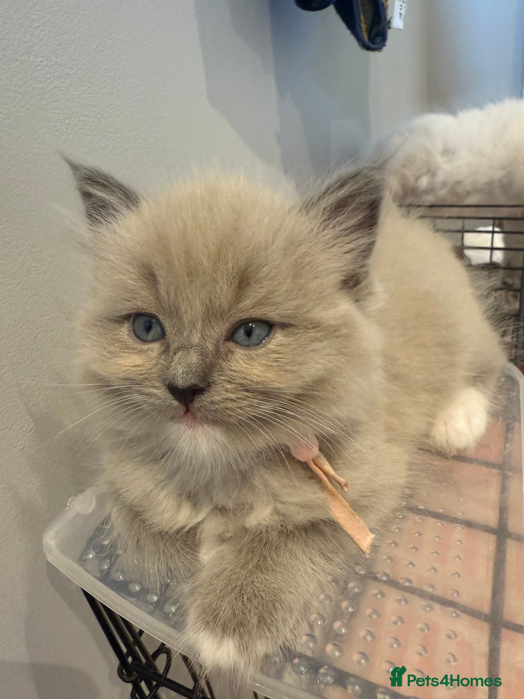 Ragdoll cats for sale: Beautiful mink point Ragdolls! 🩶🤍 - Image 31