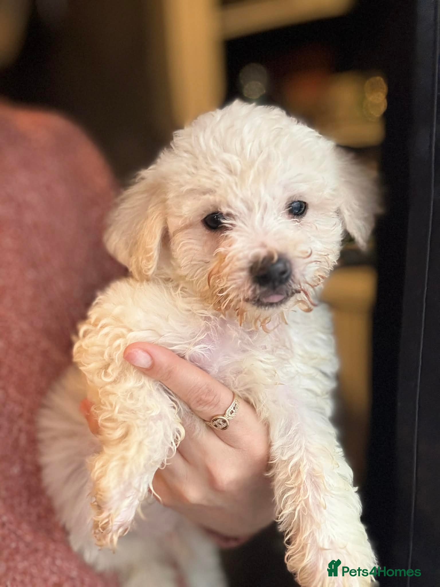 Bichon Frise dogs Bichon frise - Advert 2