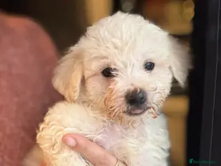 Bichon Frise dogs Bichon frise - Advert 2