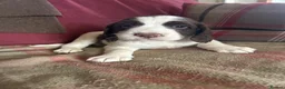 English Springer Spaniel dogs for sale: English springer spaniel puppies  - Advert 11
