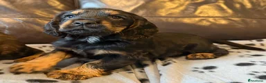 Cocker Spaniel 1