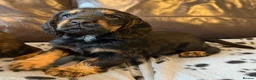 Cocker Spaniel dogs for sale: 3 male cocker spaniel pups for sale - Advert 4