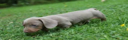 Miniature Dachshund dogs for sale: KC Registered Miniature Dachshund Puppies in Dungannon - Advert 4