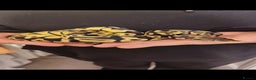 Python Snake reptiles for sale: Royal Pythons - Advert 5