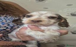 Cocker Spaniel dogs for sale: Beautiful Show Cocker Girl ready NOW  - Image 16