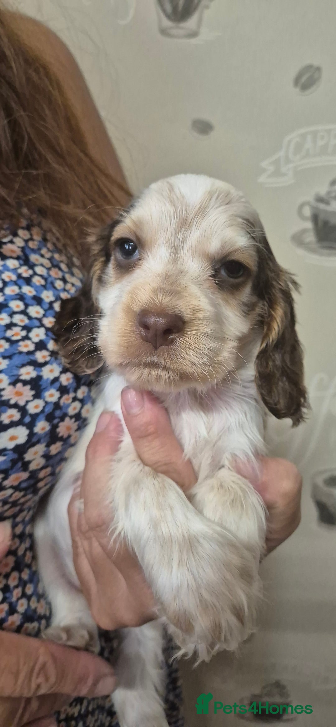 Cocker Spaniel dogs for sale: Beautiful Show Cocker Girl ready NOW  - Image 16