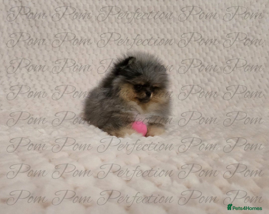 Pomeranian dogs for sale: Magical Teddy Bear Pomeranian Puppies  - Advert 7