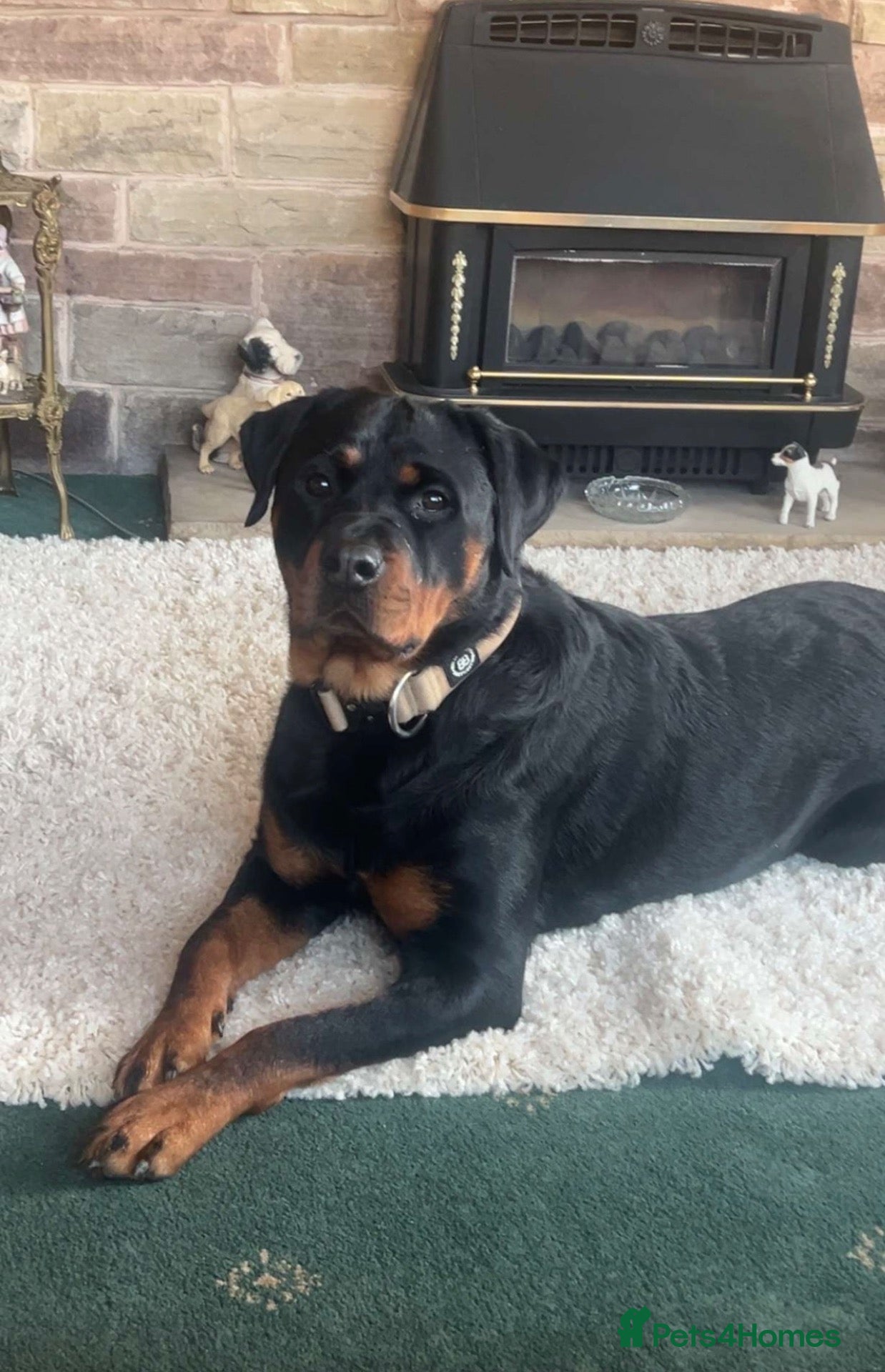 Rottweiler dogs Rottweiler Puppies  - Advert 4
