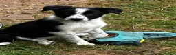 Border Collie dogs for sale: Stunning Border Collies - Advert 18