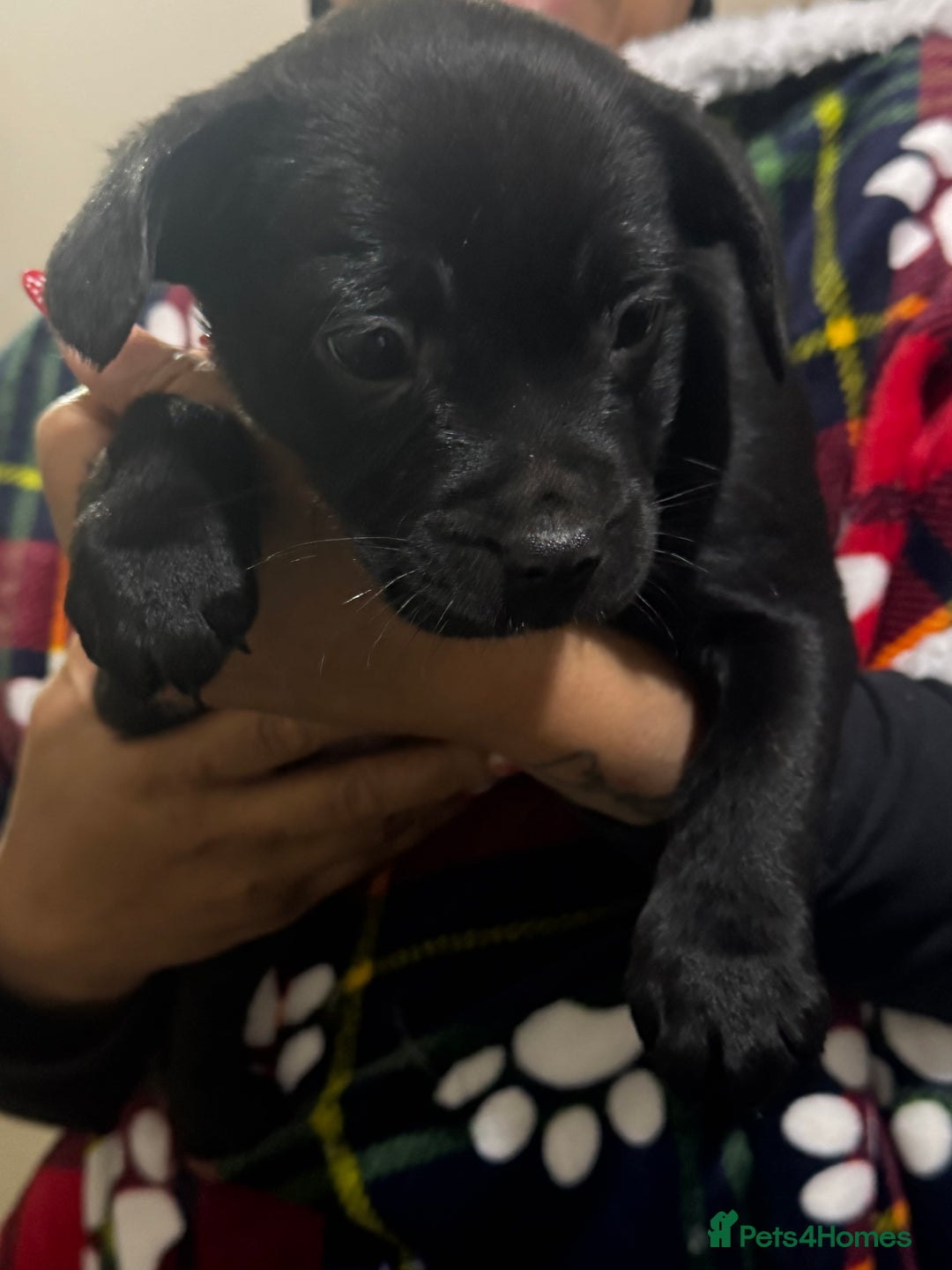 Mixed Breed dogs for sale: Shih tzu/3/4 French bulldog -1/4 Stafford  - Advert 5