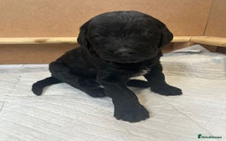 Mixed Breed dogs for sale: Gordondoodle  - Image 9