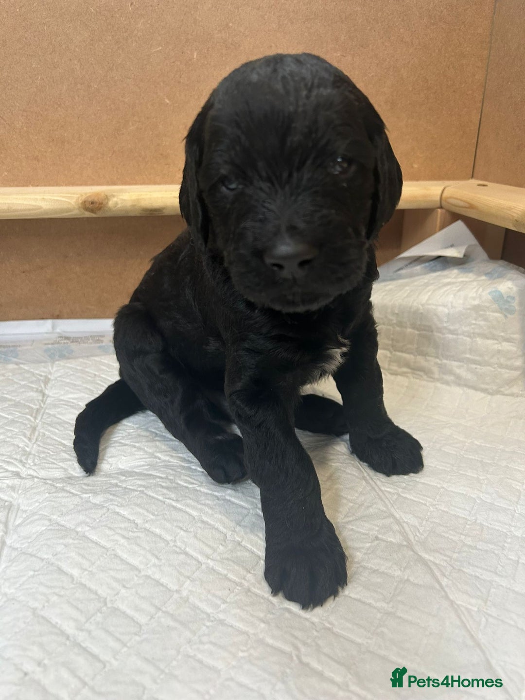 Mixed Breed dogs for sale: Gordondoodle  - Image 9
