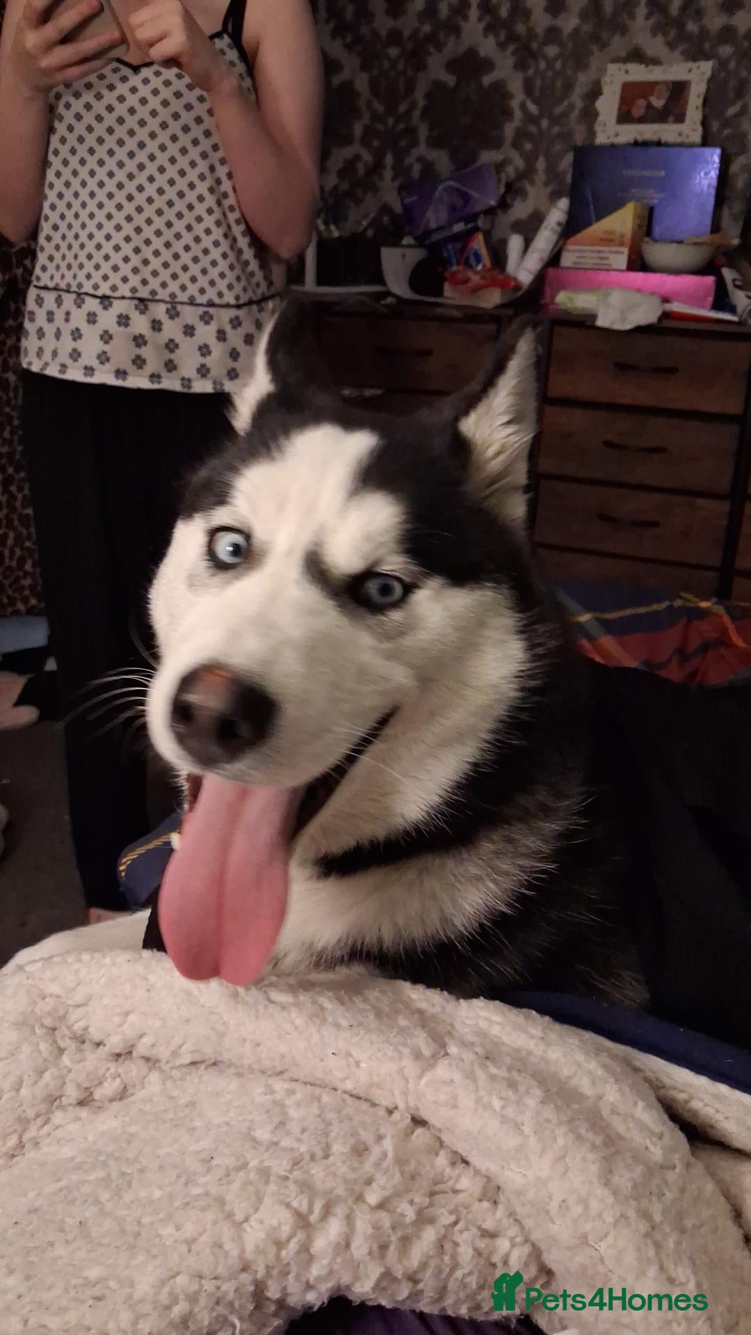 Siberian Husky dogs Siberian Husky for sale  - Advert 1