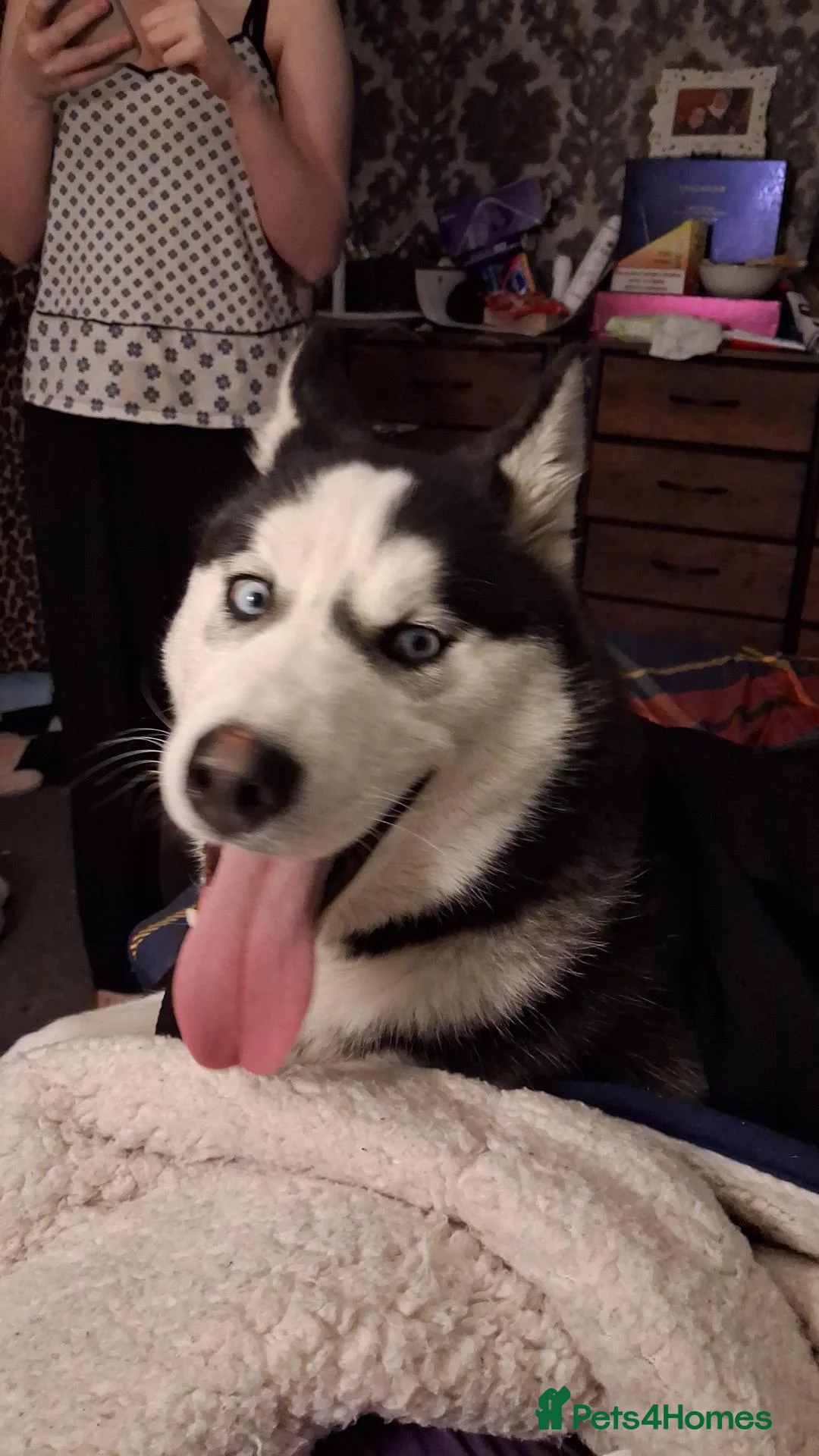 Siberian Husky dogs for adoption: Siberian Husky for sale  in Bradford - Advert 1