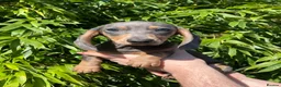 Miniature Dachshund dogs for sale: Mini dachshund  - Advert 2
