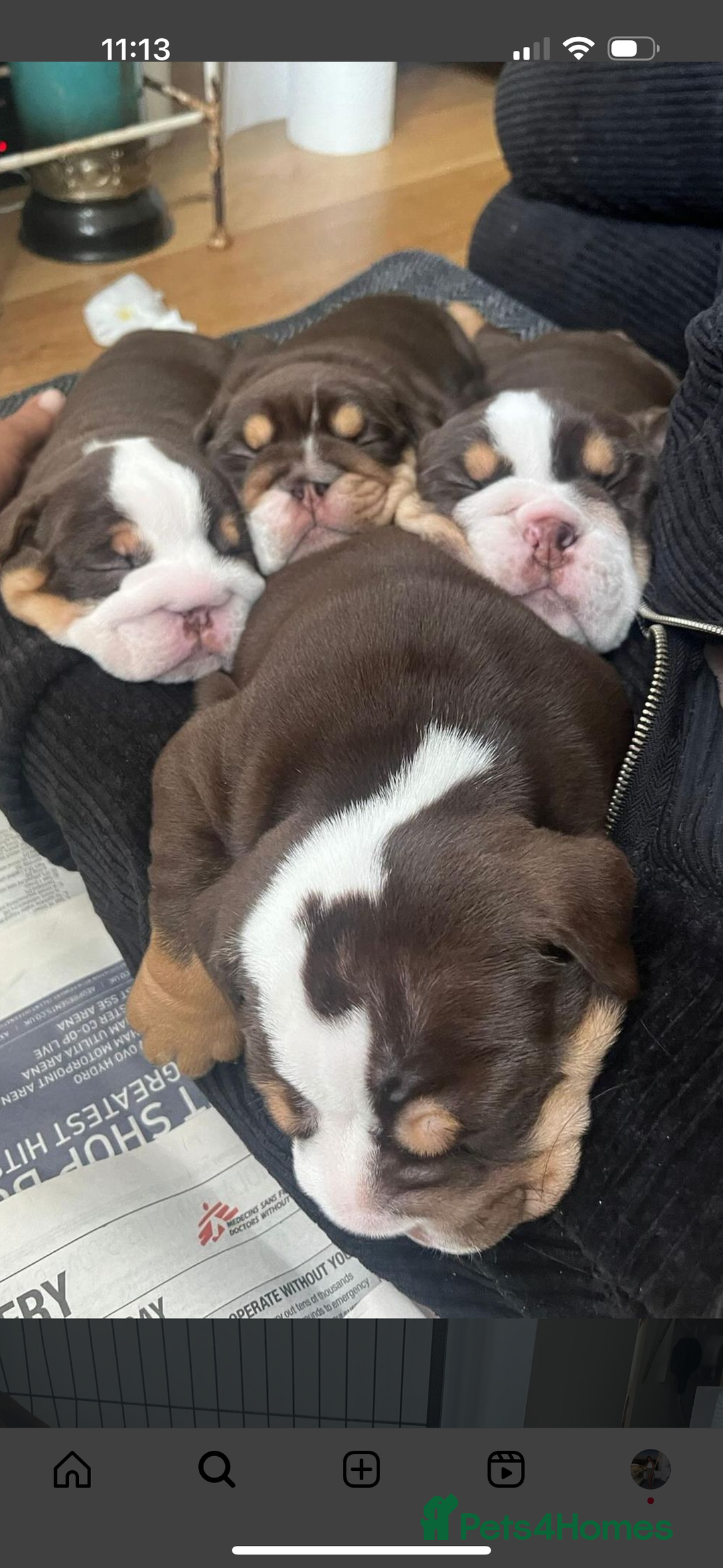 English Bulldog dogs for stud: English bulldog stud - KC registered in Wickford - Advert 12