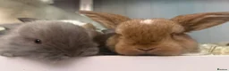 Mini Lop rabbits for sale: Beautiful mini lop babies  - Advert 8