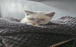 British Shorthair cats for sale: British Shorthair Kittens in Bradford - Image 19