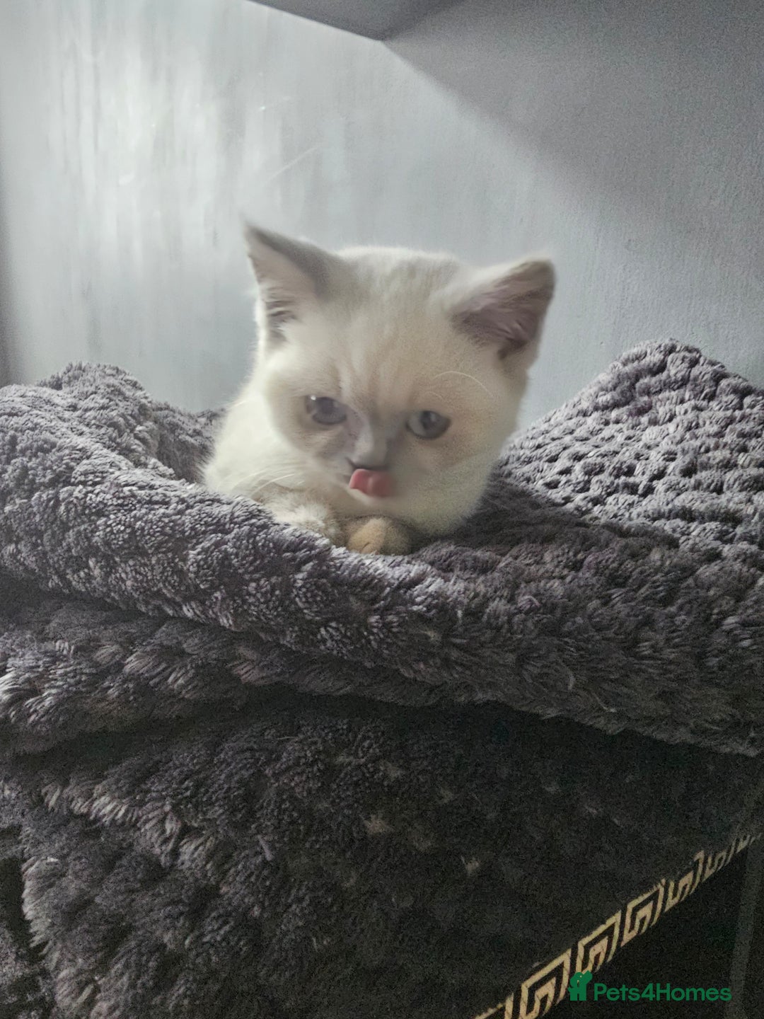 British Shorthair cats for sale: British Shorthair Kittens in Bradford - Image 19