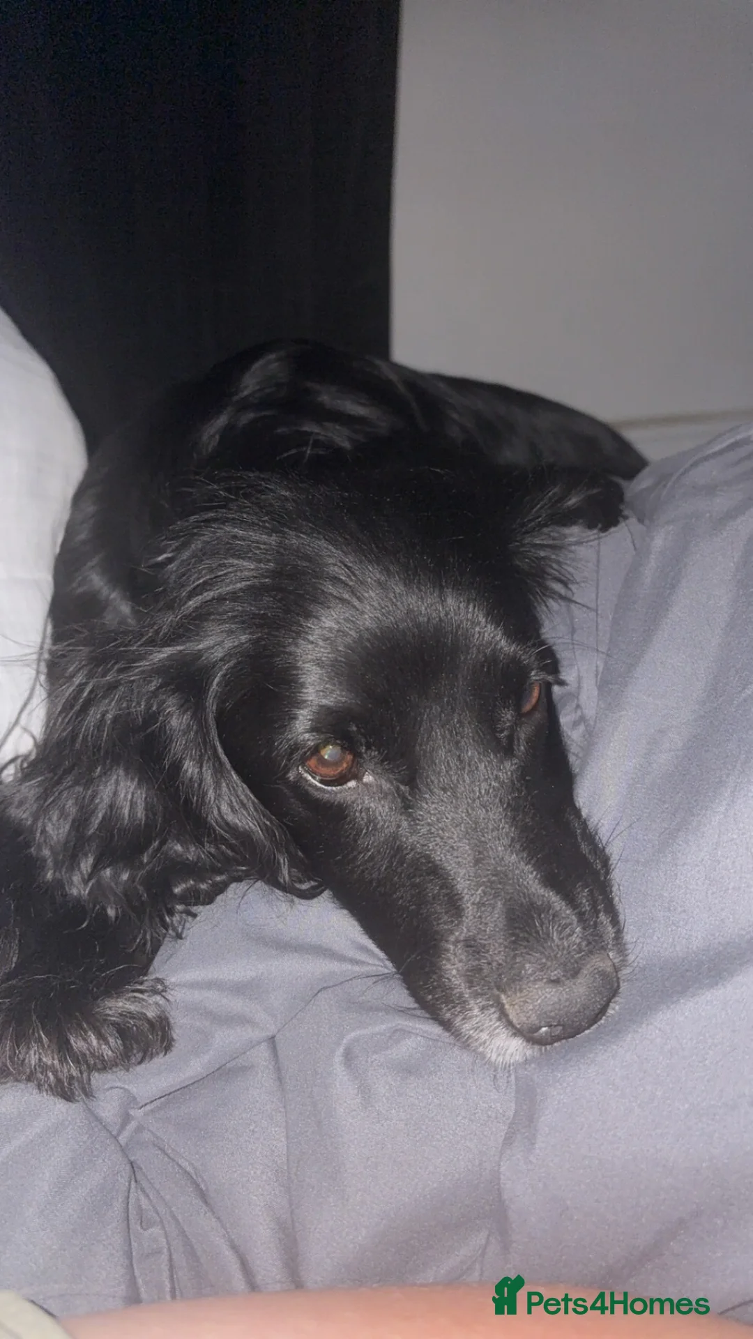 Cocker Spaniel dogs for sale: Cocker spaniel puppy  - Advert 6