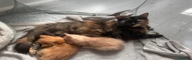 Mixed Breed Kitten 2
