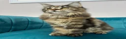 Maine Coon cats for sale: TICA Pedigree Registered Maine Coon Kittens - Advert 27