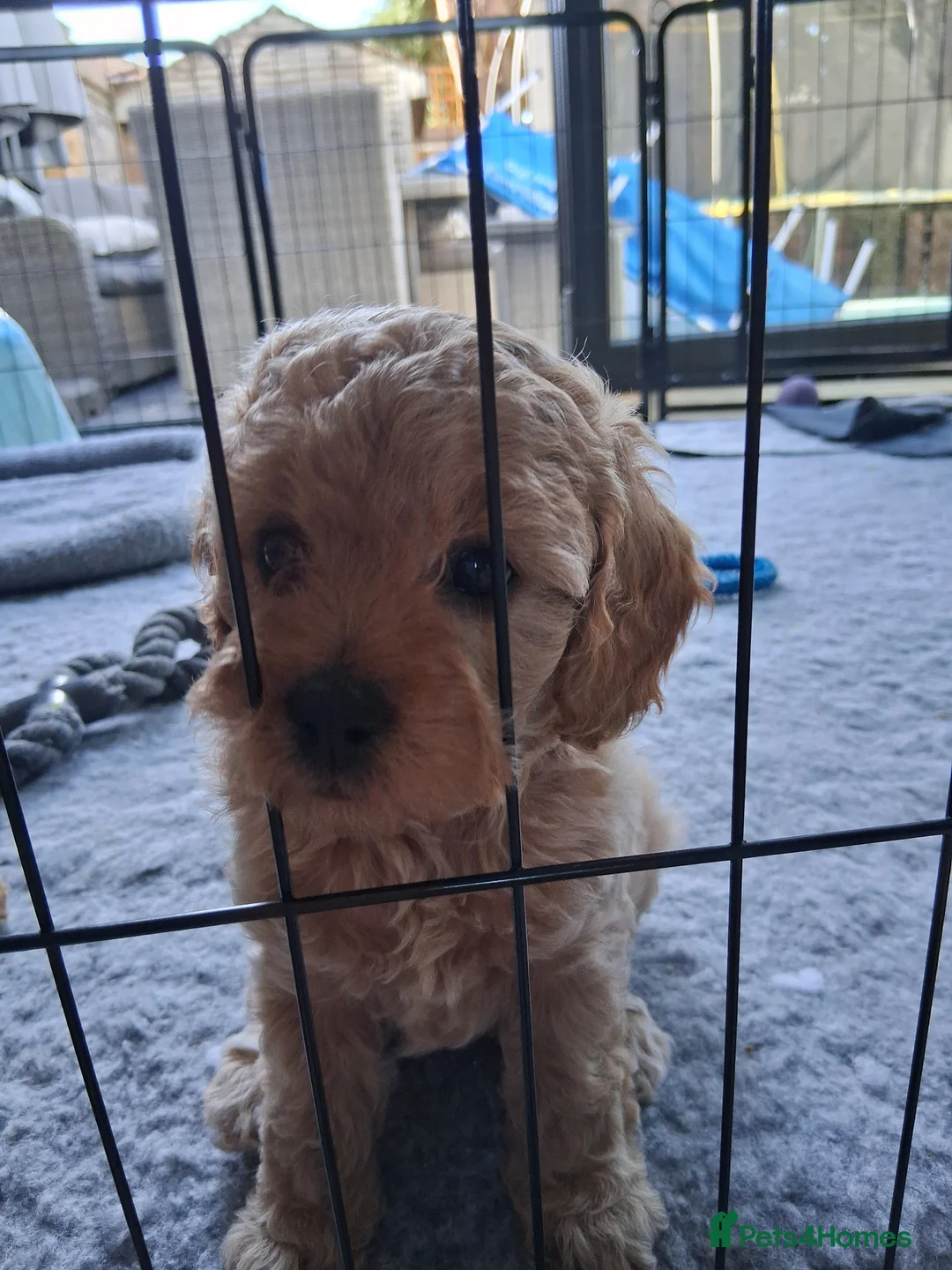 Mixed Breed dogs for sale: Beautiful Golden Cavadoodle Puppies for Sale. - Advert 2