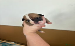 Mixed Breed dogs for sale: BEAUTIFUL BULL HERDERS (American Bulldog X Mali) - Image 4