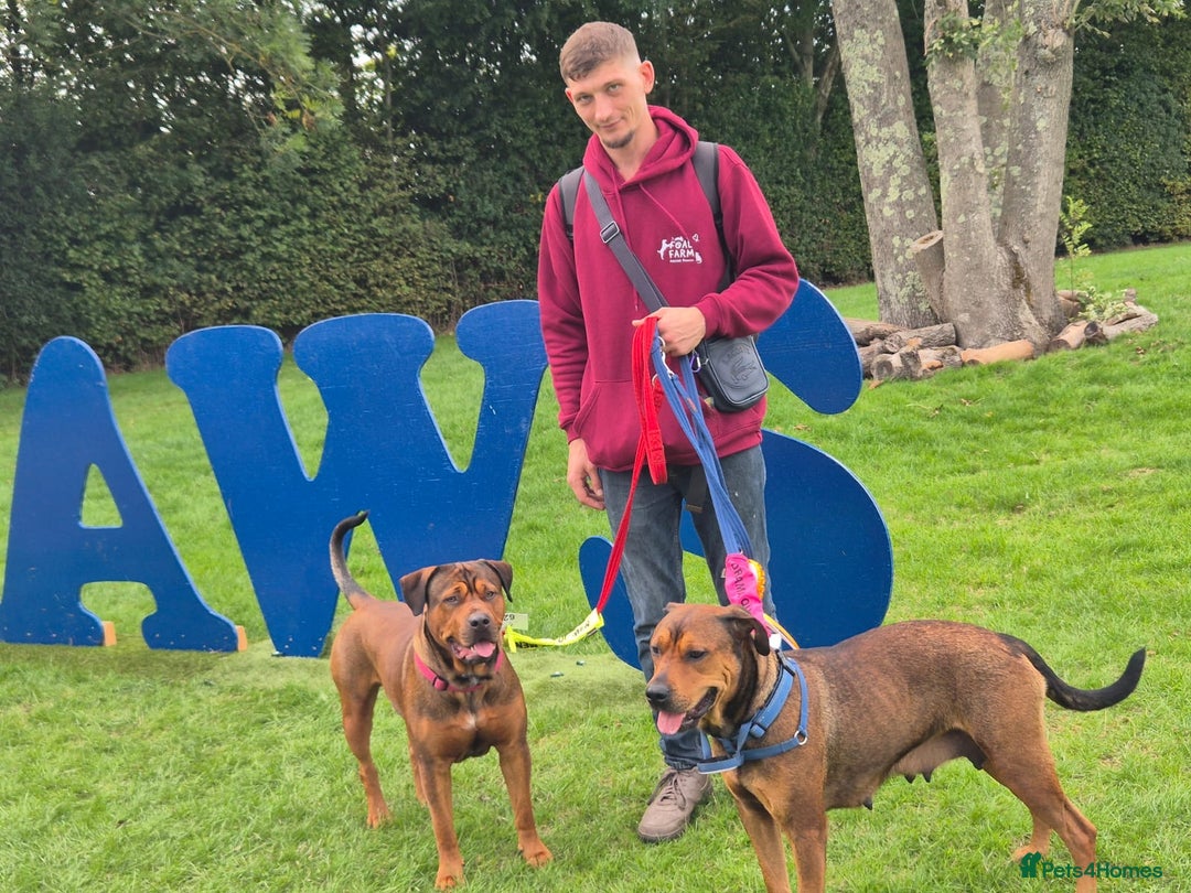 American Bull Staffy dogs for stud: Crash Bandicoot Staffweiler e ATAT d DNA tested ✅✅ - Image 32