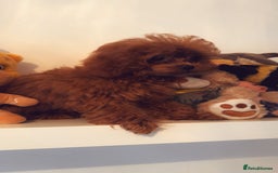 Toy Poodle dogs for sale: Asian Toy Poodle (VERY SMALL) - Image 9