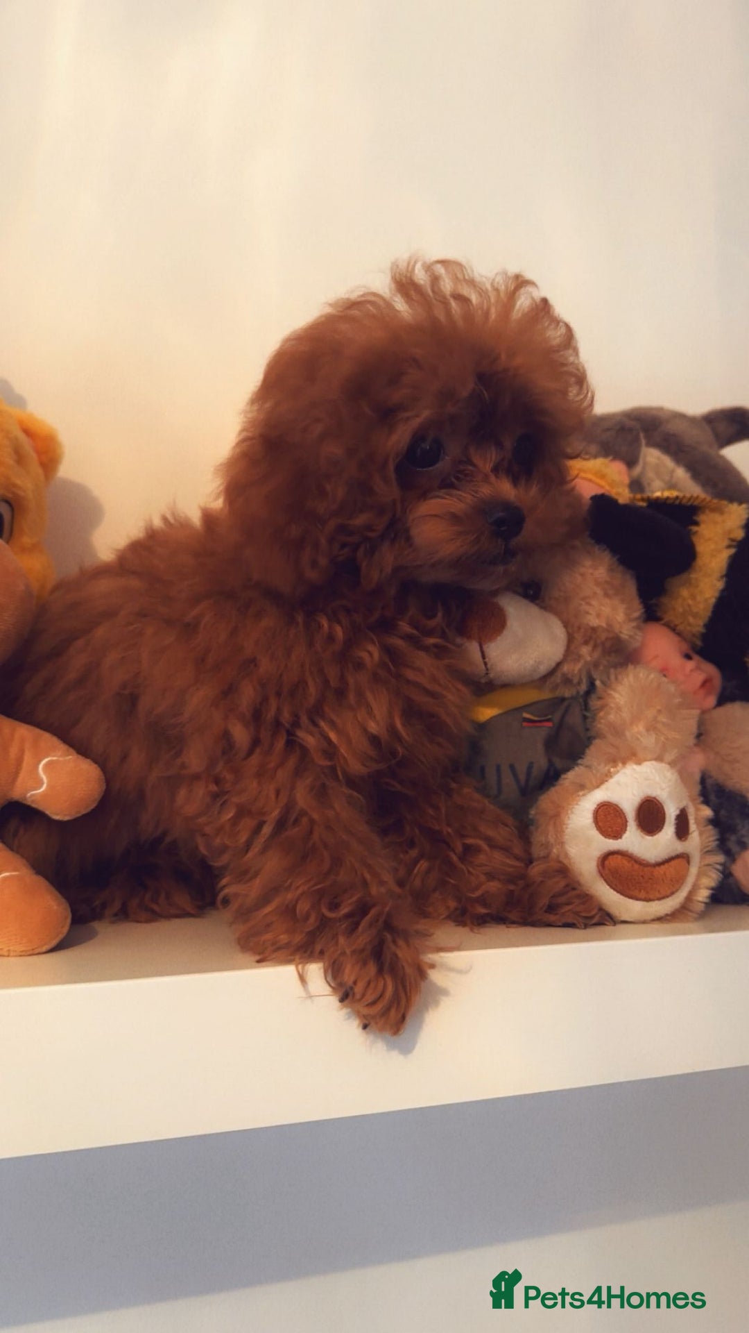 Toy Poodle dogs for sale: Asian Toy Poodle (VERY SMALL) - Image 9