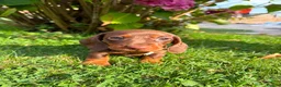 Miniature Dachshund dogs for sale: Kc reg, health tested,miniature dachshund puppies  - Advert 10