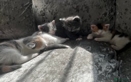 British Shorthair cats for sale: 2 kittens for sale  - Image 1
