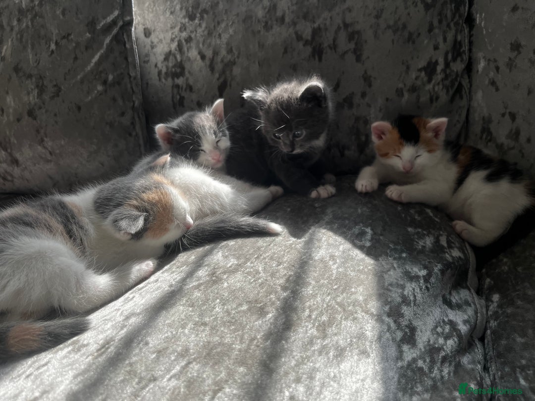 British Shorthair cats for sale: 2 kittens for sale  - Image 1