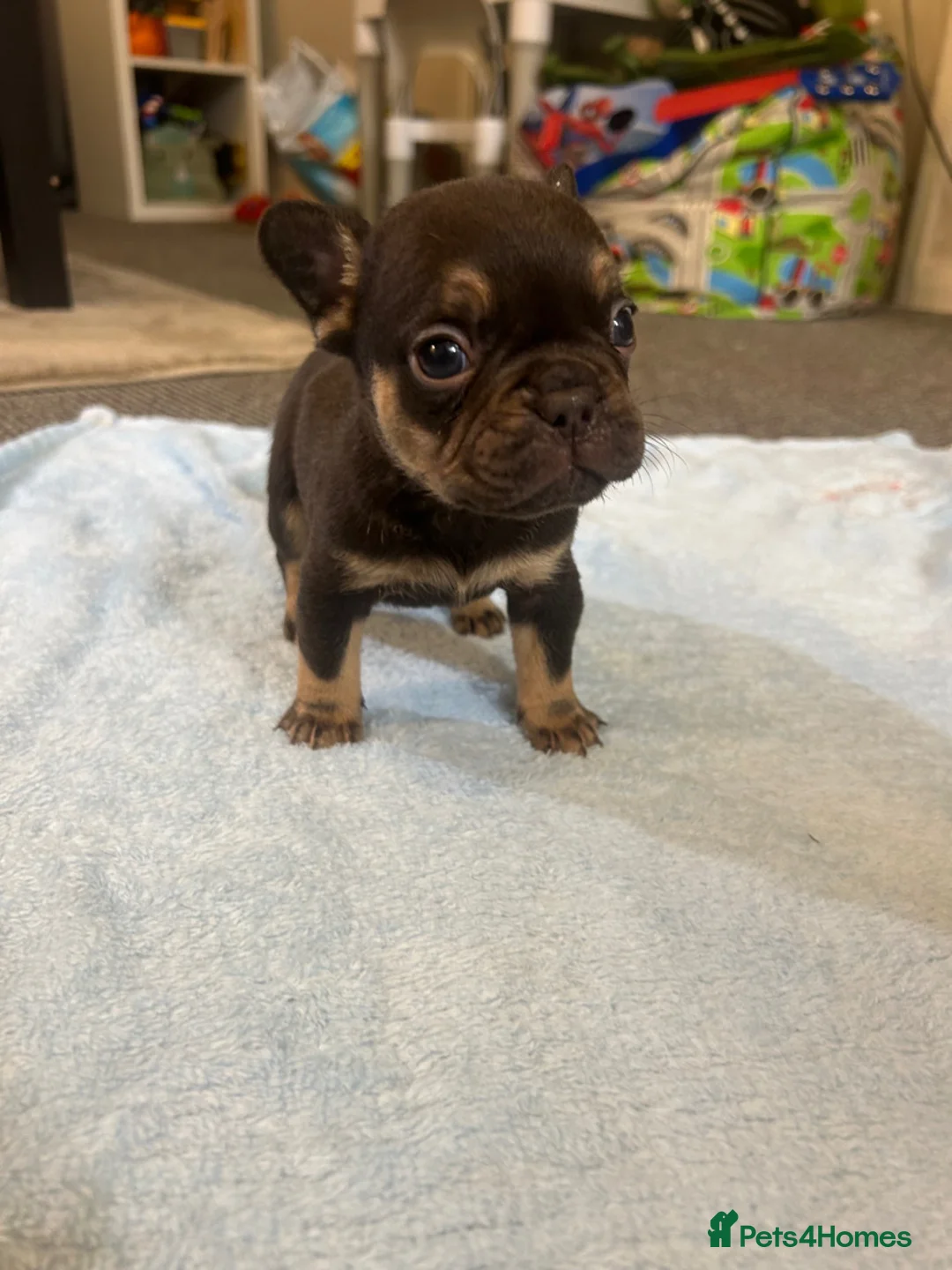 French Bulldog dogs for sale: French bulldog puppies fluffie carriers  - Advert 14