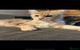 Maine Coon cats for sale: Beautiful female Maine Coone - Image 1