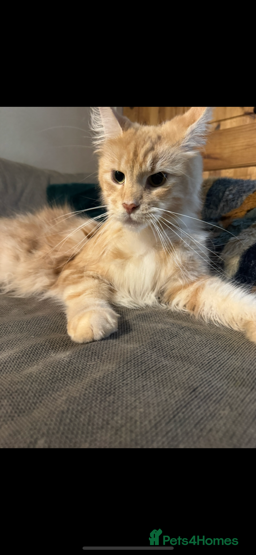 Maine Coon cats for sale: Beautiful female Maine Coone - Image 1