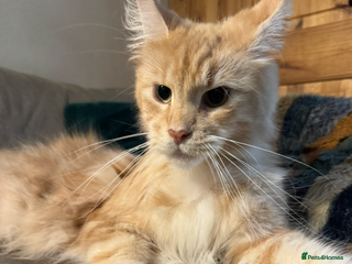 Maine Coon cats - Advert 3