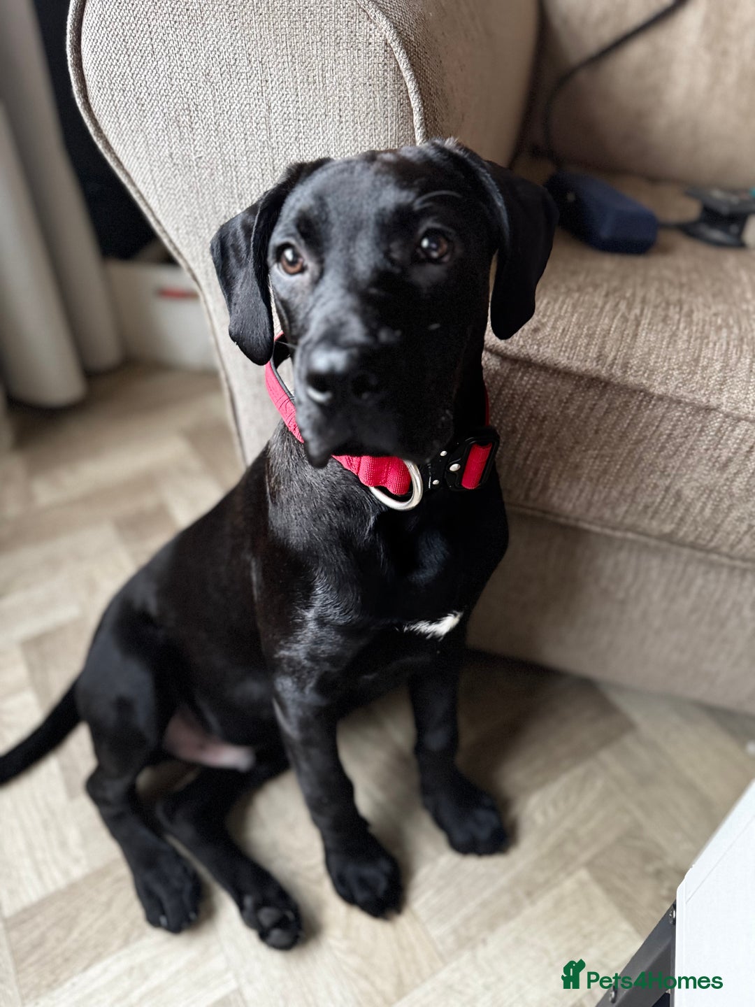 Mixed Breed dogs for sale: Experienced home needed! Presa X lab  - Advert 6