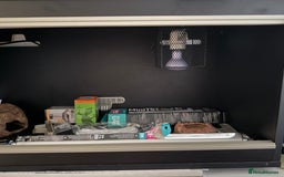 Mixed Breed reptiles for sale: Medium vivexotic vivarium & equipment. - Image 3