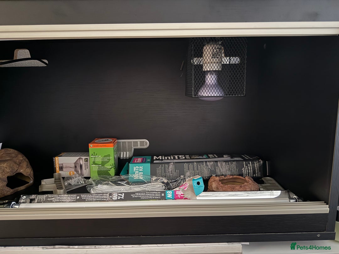 Mixed Breed reptiles for sale: Medium vivexotic vivarium & equipment. - Image 3