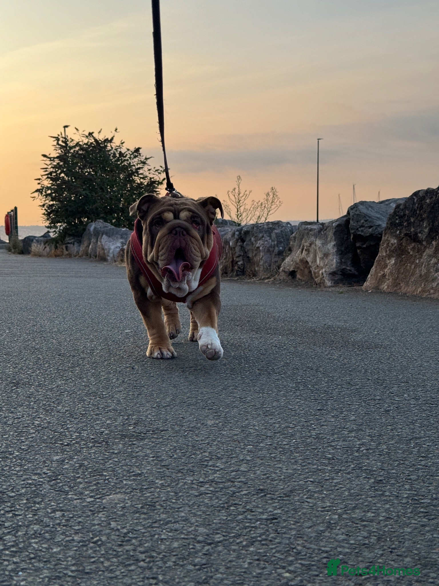 English Bulldog dogs Loving Bulldog Seeking Experienced Home - Advert 3