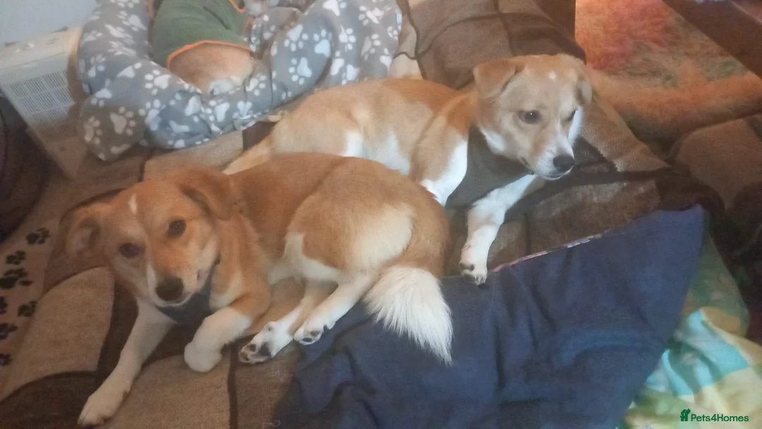 Mixed Breed dogs for adoption: ❤️MEYA & KALLIE❤️-SMALL SISTERS SEEK A KIND HOME - Advert 19