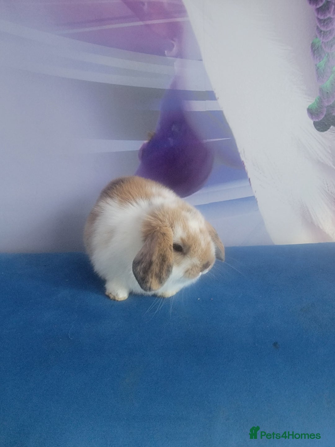Mini Lop rabbits for sale: Mini lop bunnies  - Image 6