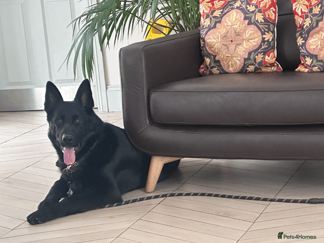 German Shepherd dogs for sale: FIVE EXCLUSIVE GSD PUPS, HOME RARED AND BRED. - Advert 19