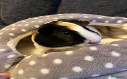 Guinea Pig rodents for sale: Three female guinea pigs  - Image 2