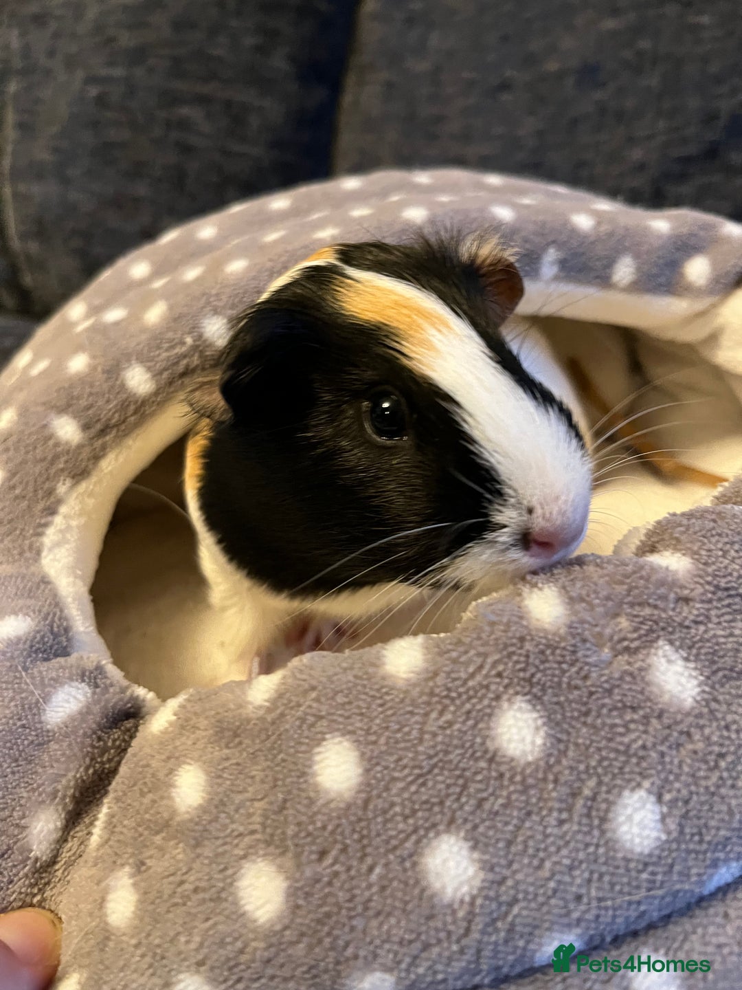 Guinea Pig rodents for sale: Three female guinea pigs  - Image 2