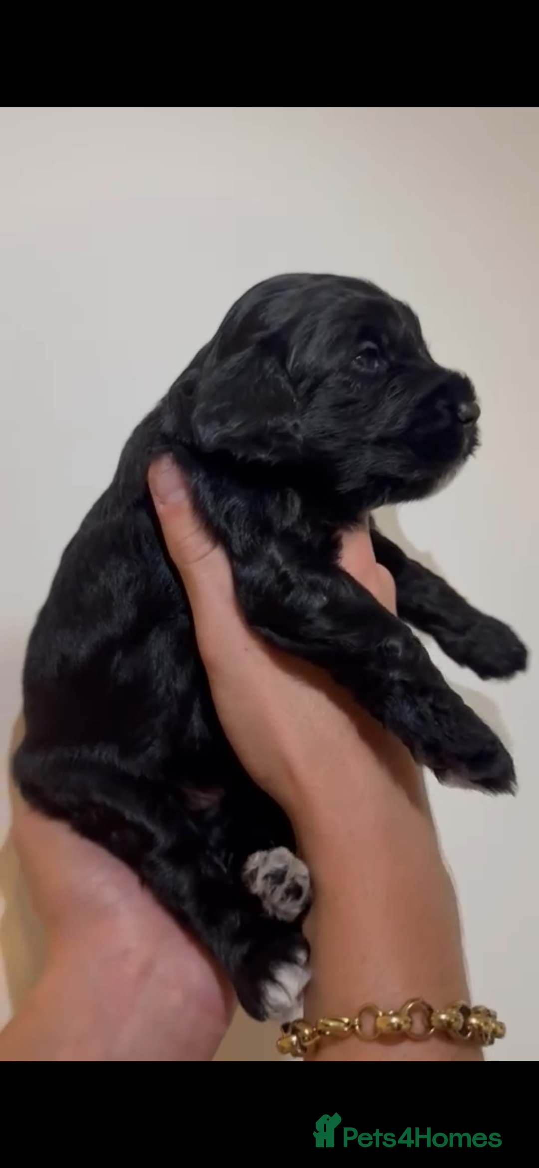 Cockapoo dogs for sale: Cockapoo puppies  - Image 4