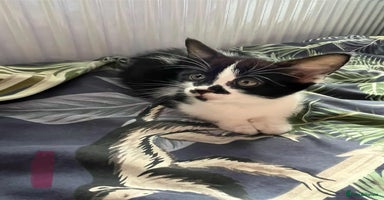 Mixed Breed cats - Advert 2